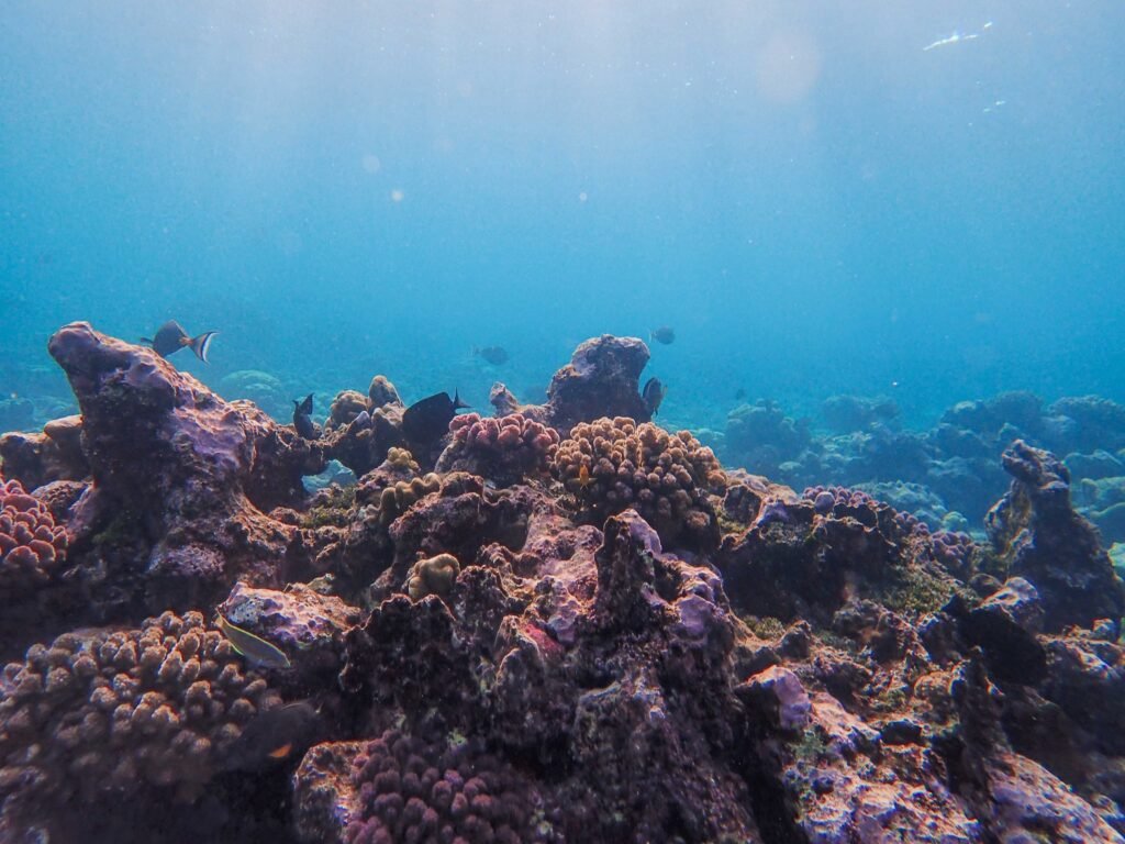 Discover the vibrant colors of a tropical coral reef underwater, teeming with marine life.